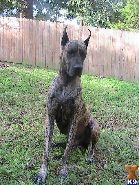 Stud Dogs - Great Dane
